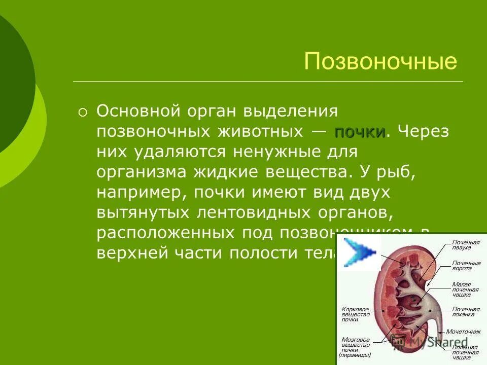 Почки позвоночных животных. Почки позвоночных животных