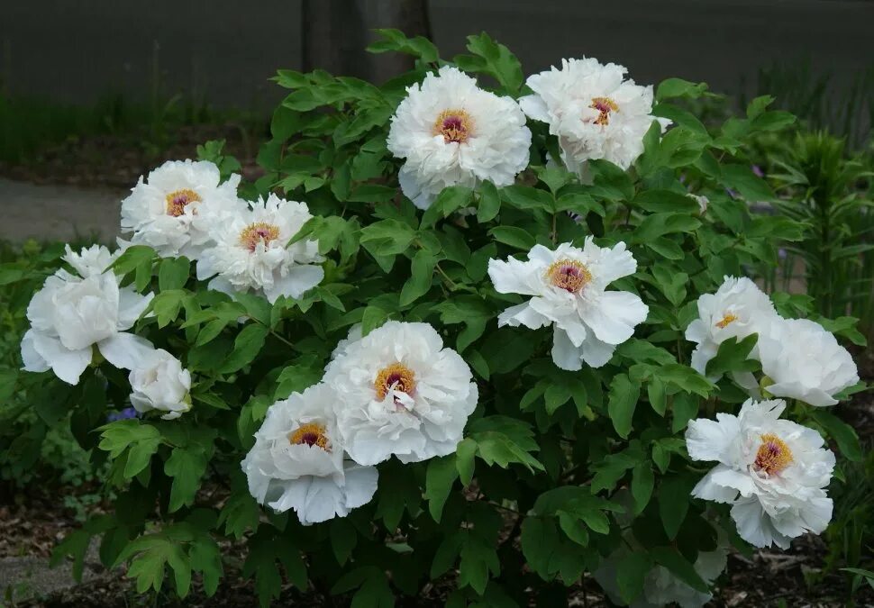 Пион древовидный белый фото Tree Peony 'Feng Dan Bai' Peonies garden, Showy flowers, Rock garden plants