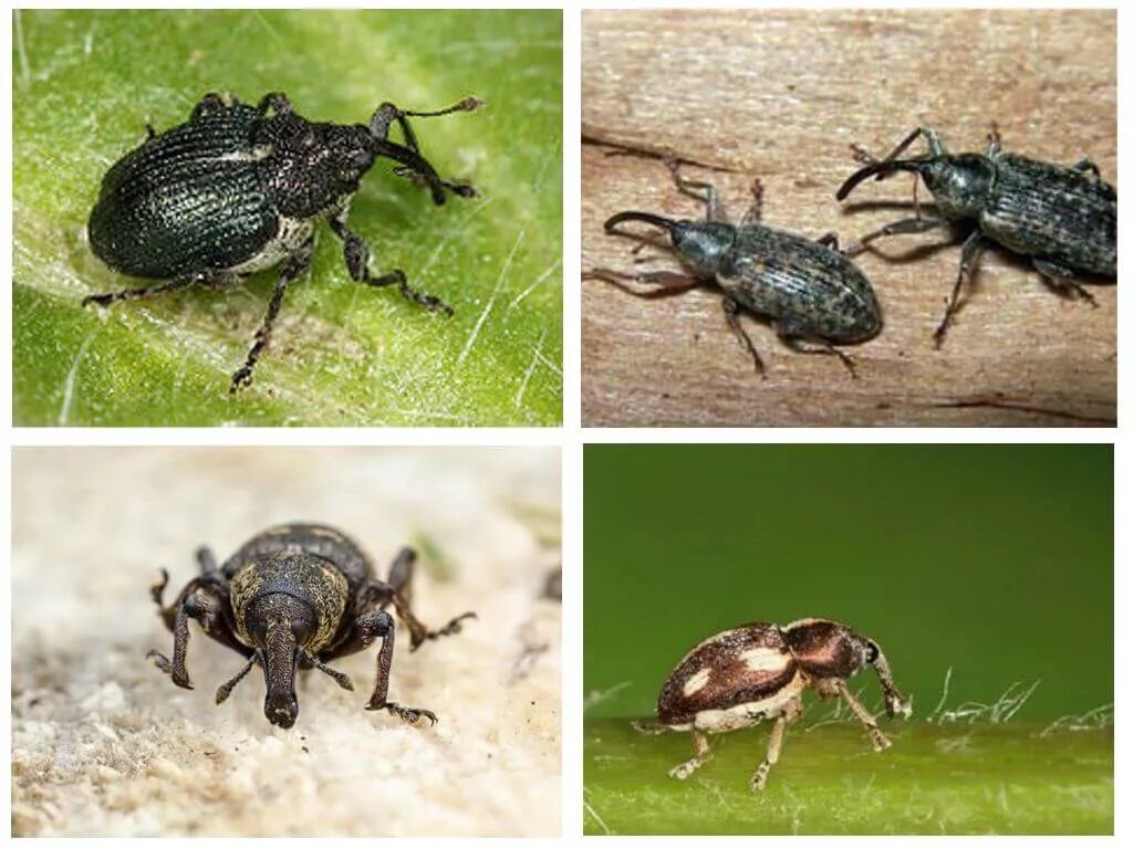 Жук долгоносик фото домашний Pin de АНДРЭ em Животные