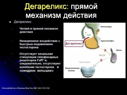 Тестостерон простата