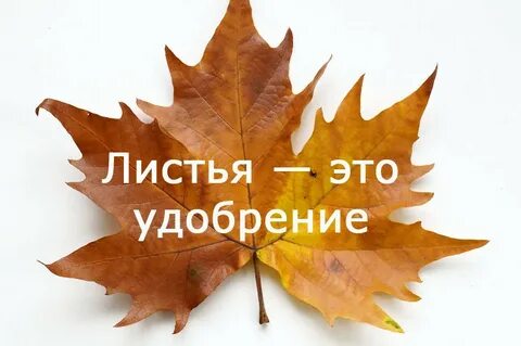 Не сжигайте листья листовка в садик