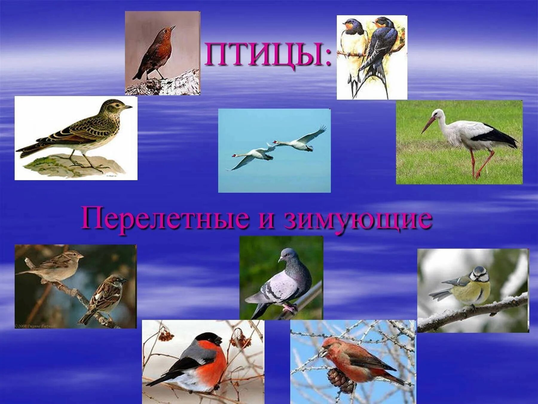 Перелетные и зимующие птицы в Башкирии. Перелетные и зимующие птицы. Перелётные птицы картинки. Перелётные птицы и зимующие птицы