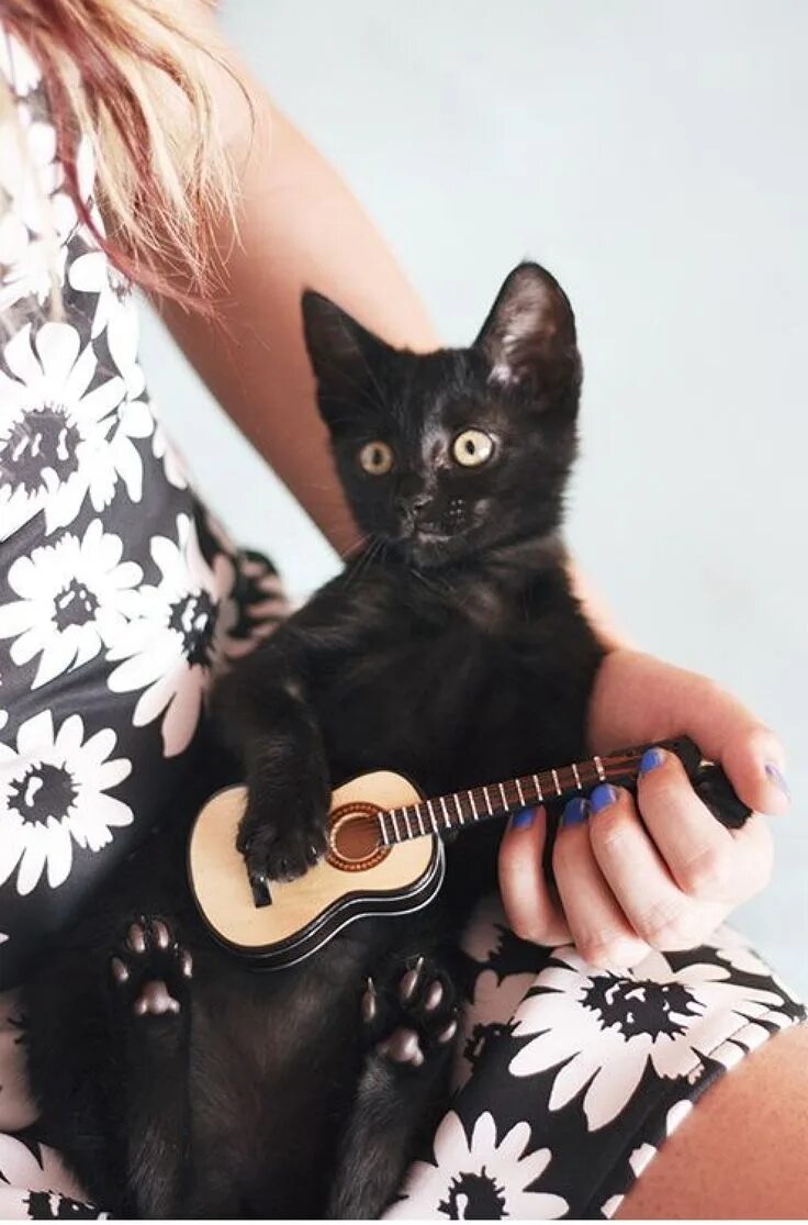 Музыкальных кошечек. Кот с гитарой. Кот-музыкант. Кот гит. Котик музыкант.