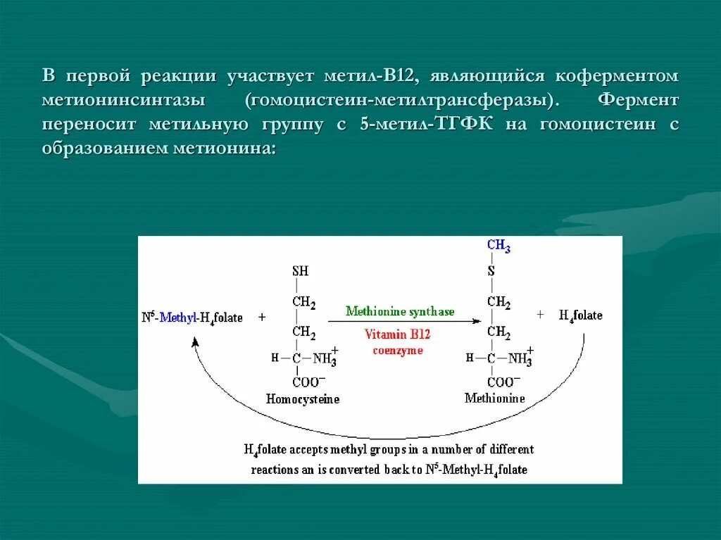 Гомоцистеин биохимия. Гомоцистеинметилтрансфераза реакция. Реакции в12 в качестве кофермента. Фермент метилтрансфераза субстрат. Орнитиновый цикл биохимия реакции.