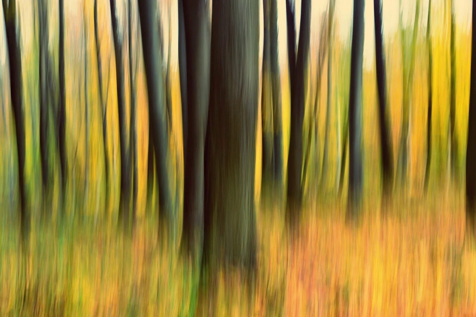 Абстрактный лес. Абстракция леса. Абстрактный лес. Картина леса абстракция. Лес абстракция.