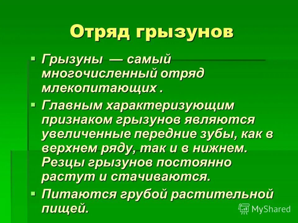 Отряд грызуны общая характеристика