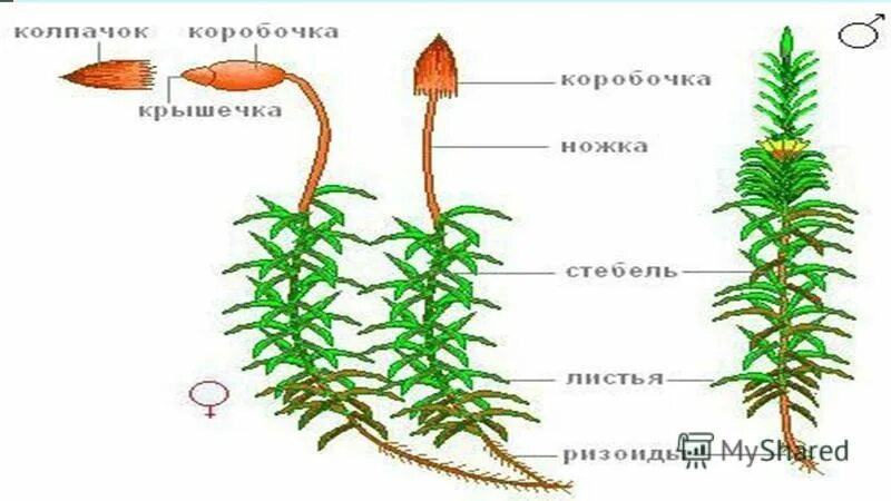 Схемы мох 1 класс. Кукушкин лён строение рисунок. Сфагнум Кукушкин лен ботаника. Кукушкин лен строение и размножение. Строение мха Кукушкин лен.