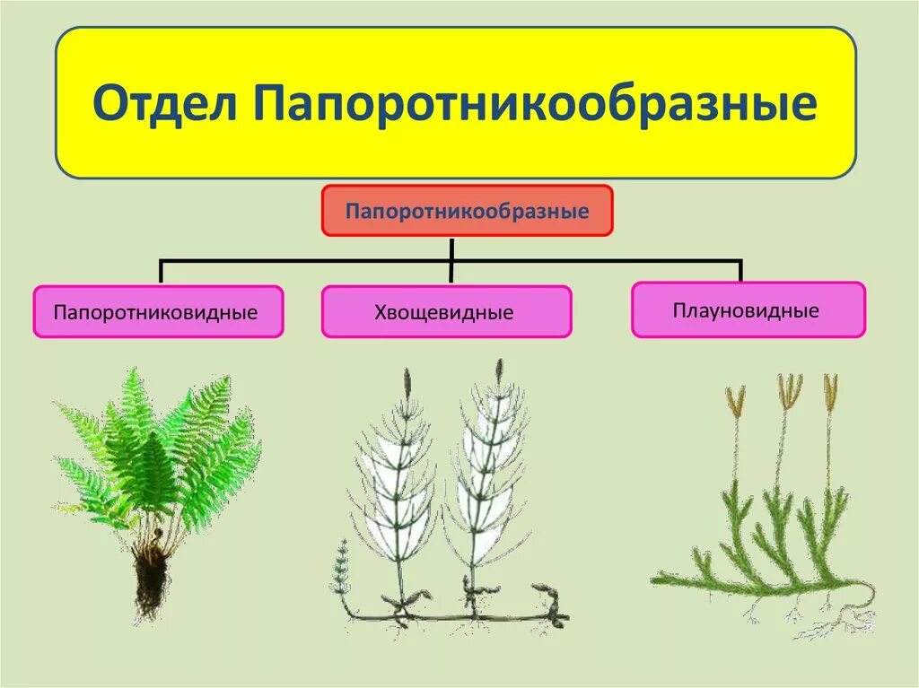 Плауновые хвойные папоротниковые однодольные. Папоротниковидные плауновве. Папоротниковидные хвощёвые. " Отдел Хвощевидные" и "отдел Плауновидные. Папоротникообразные Хвощевидные Плауновидные.