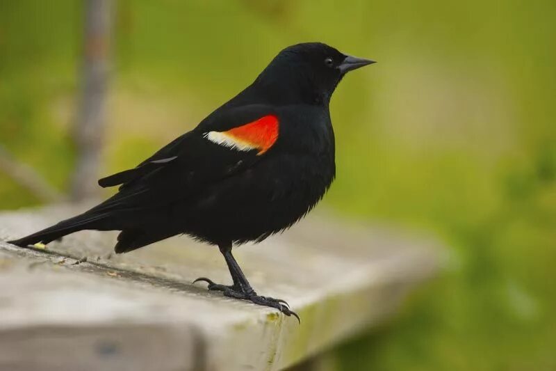 American birds. Черная птица с оранжевым ключом. Черная птица с желтой грудью. Черная птица с красным зобом. Фото и название птицы красным зобом.