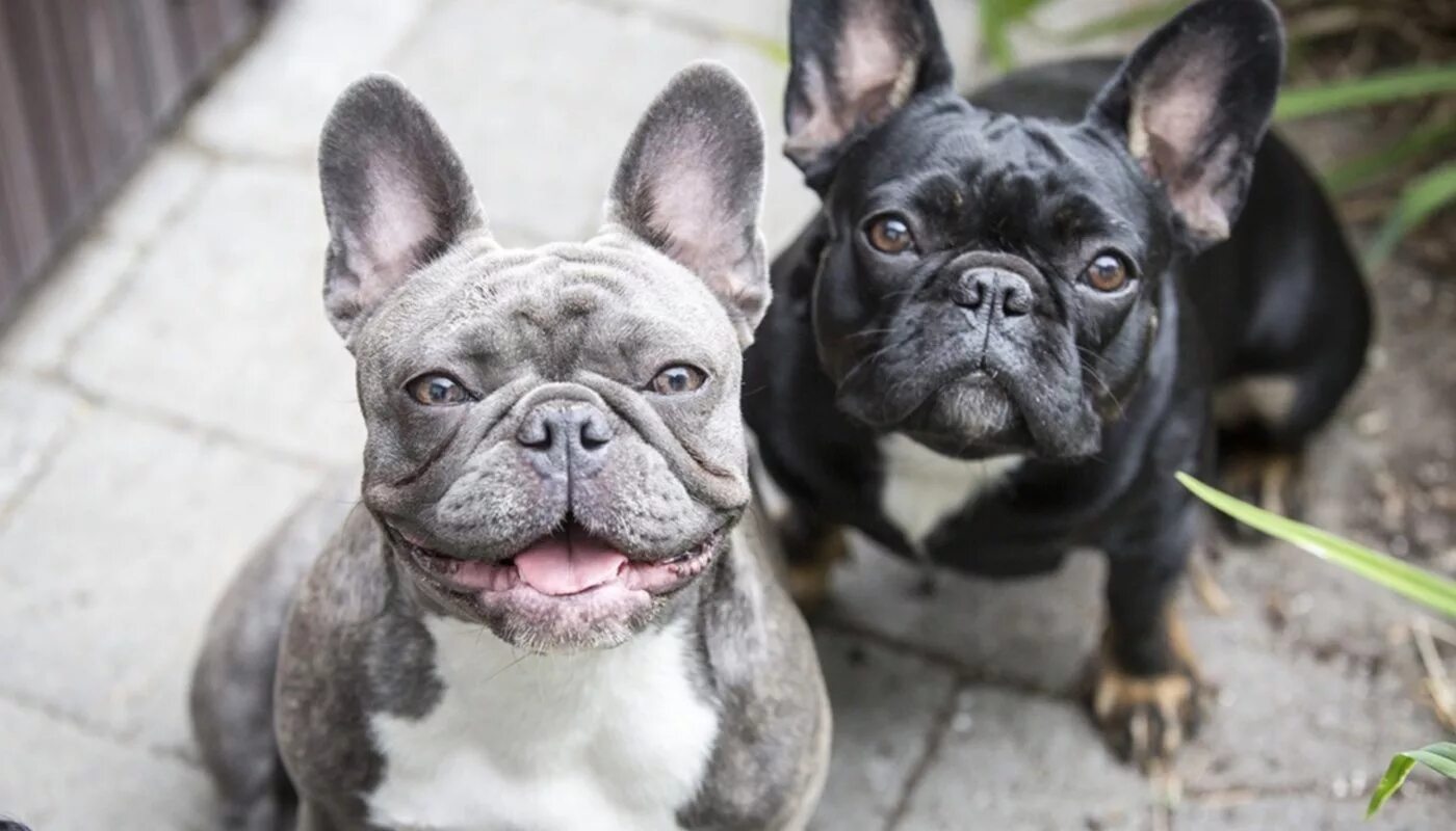 Французский бульдог чемпион мира. Голубой тан французский бульдог. Как можно назвать бульдога. Французский бульдог мальчик. Французский бульдог.