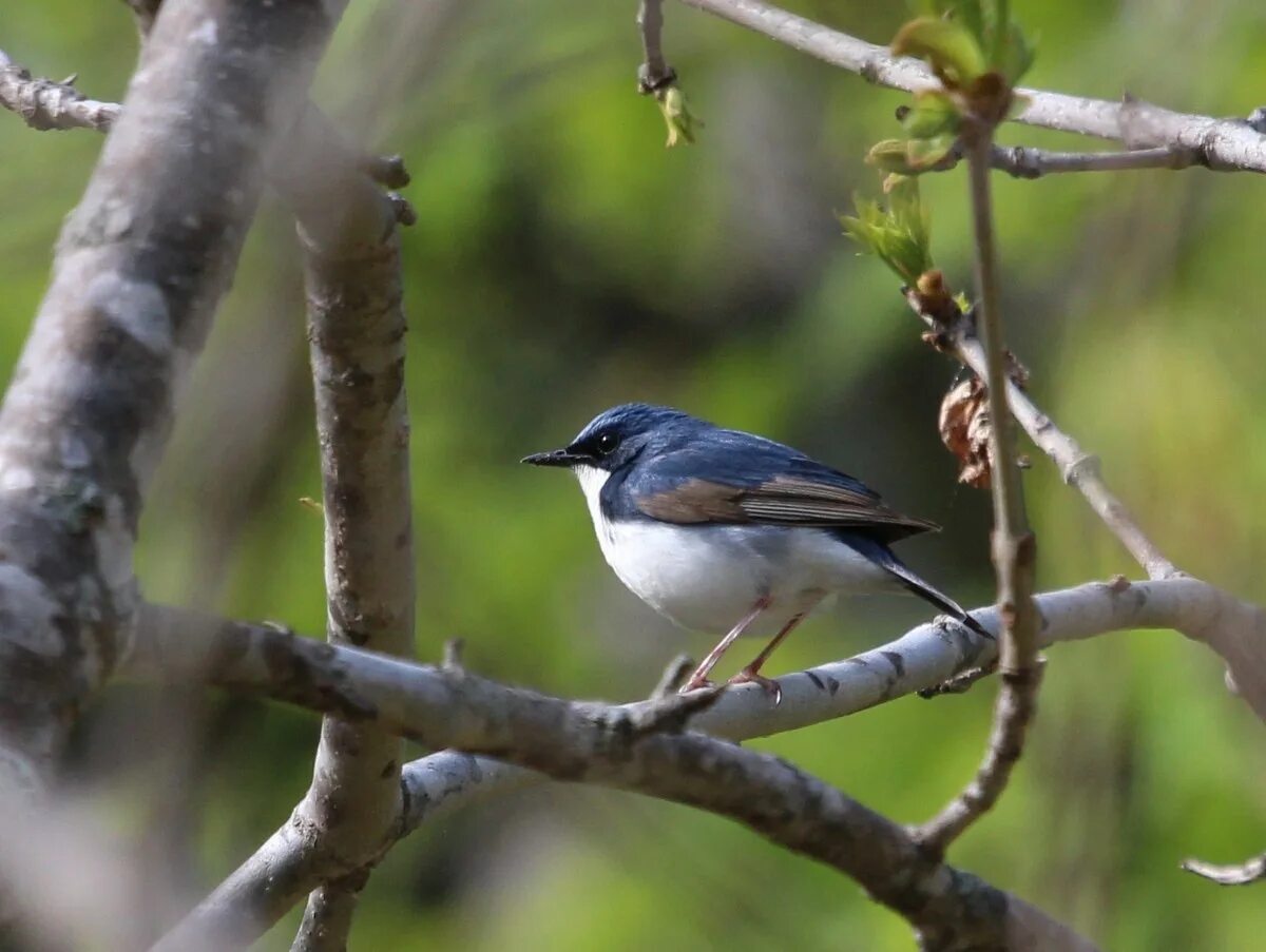 , 1758). Соловей в алтайском крае. Обыкновенный соловей luscinia luscinia. Соловей обыкновенный, восточный. Обыкновенный соловей luscinia luscinia.