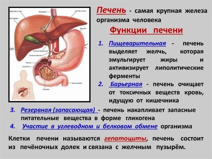 Печень крупная железа. Функции печени в пищеварении. Роль печени в пищеварении. Функции печени в пищеварительной системе. Функции печени в пищеварительной системе человека.