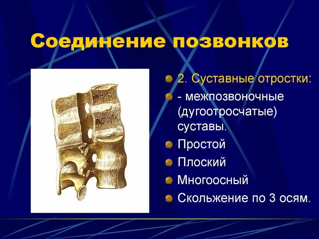 Кости позвоночника тип соединения. Соединения отростков позвонков суставы. Дугоотросчатые соединения позвонков. Тип соединения позвонков поясничного отдела позвоночника. Дугоотросчатые суставы позвонков.