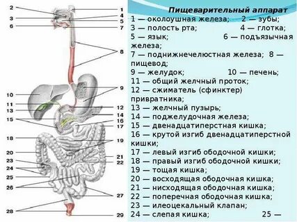 Список органов пищеварительной системы