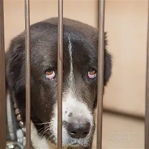 Собаки из приюта. Собаки из приюта щенки. Приют для бродячих собак в Нижнем Новгороде. Приют для животных в Великом Новгороде.