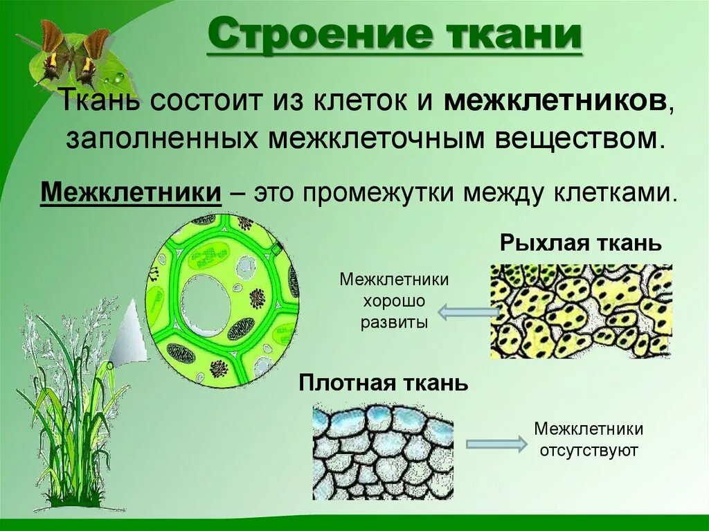 Какие растительные ткани существуют. Строение межклетники ткани. Строение и функции межклетники ткани. Строение растительных тканей 6 класс биология. Строение ткани растений 6 класс по биологии.