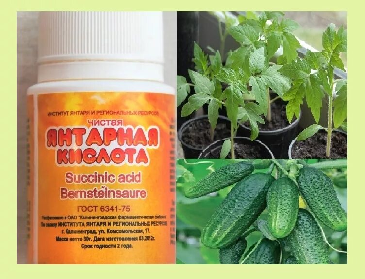 Янтарная кислота для рассады. Регулятор роста янтарин 100мл универсал. Янтарная кислота биомастер 4г. Янтарная кислота порошок 5 г. Полив рассады янтарной кислотой.