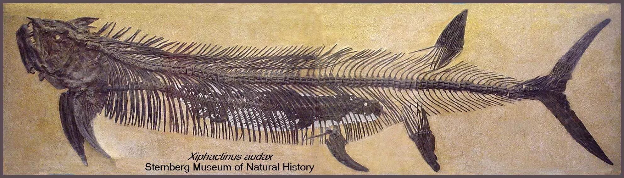 Первобытные рыбы. Xiphactinus Audax. Геликоприон окаменелость. Окаменелости девонского периода. Челюстноротые рыбы Девон.