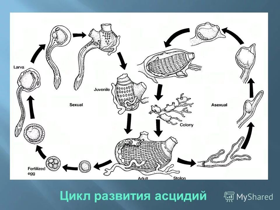 Личинка развивается в воде критерий