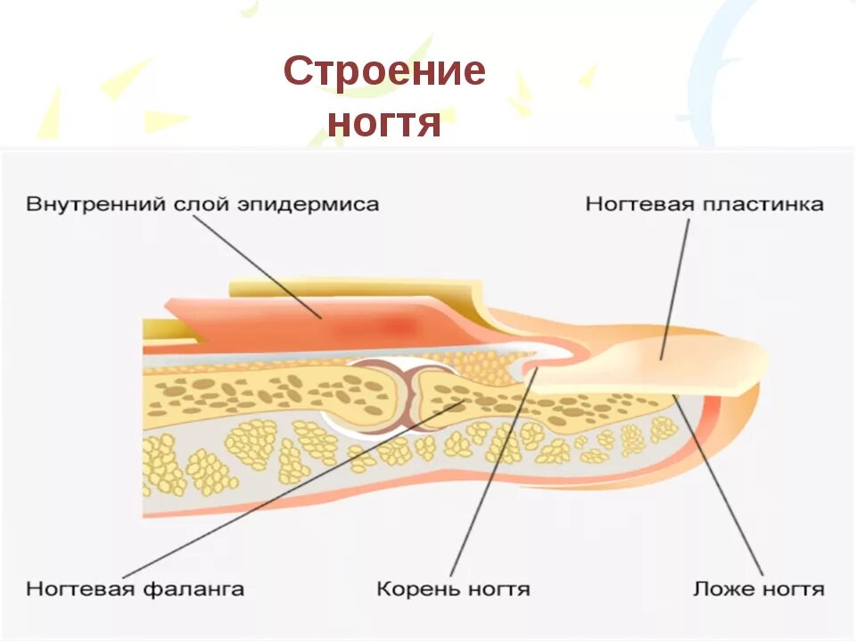 Онихобласты. Ногти строение и функции анатомия. Структура ногтевой пластины человека. Строение ногтя биология 8 класс. Строение ногтя биология.