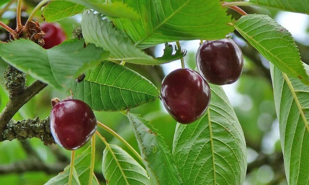 Как отличить листья вишни от