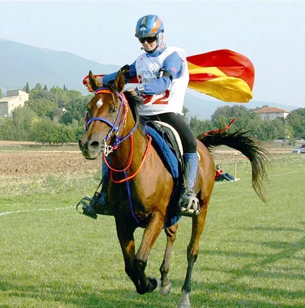 Конные пробеги. Арабская лошадь в конном спорте. Конные пробеги арабы. Дистанционные пробеги конный спорт.