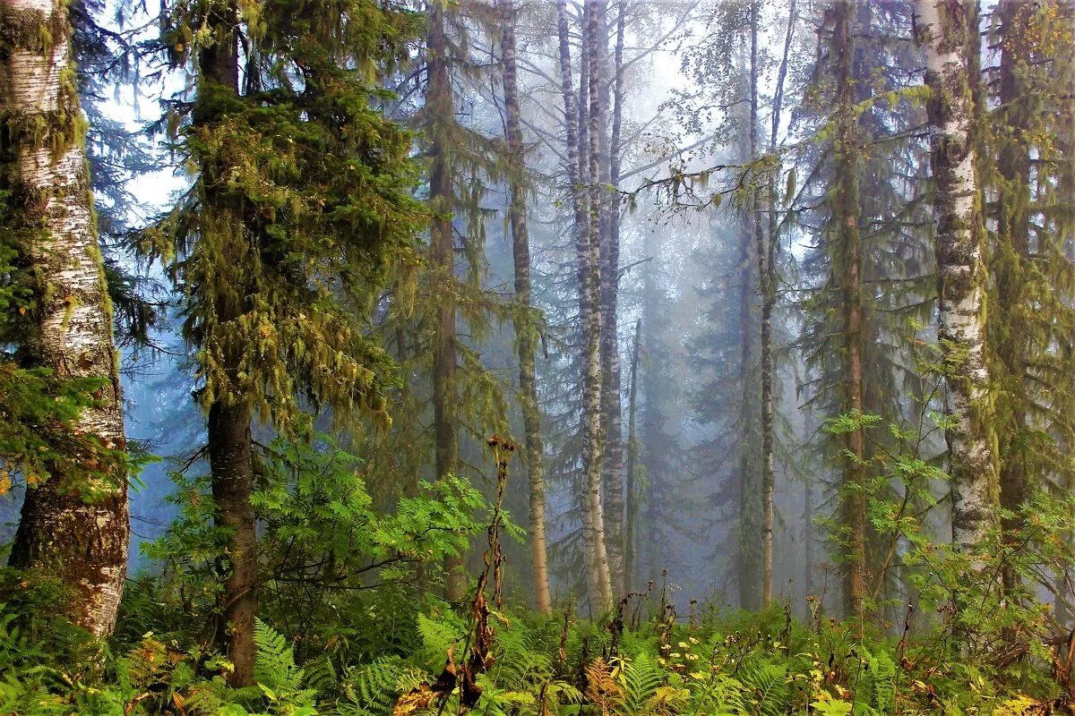 Тайга в росси. Тайга лес Новосибирск. Подлесок тайги. Кувайская Тайга. Дремучая Тайга Сибирь.