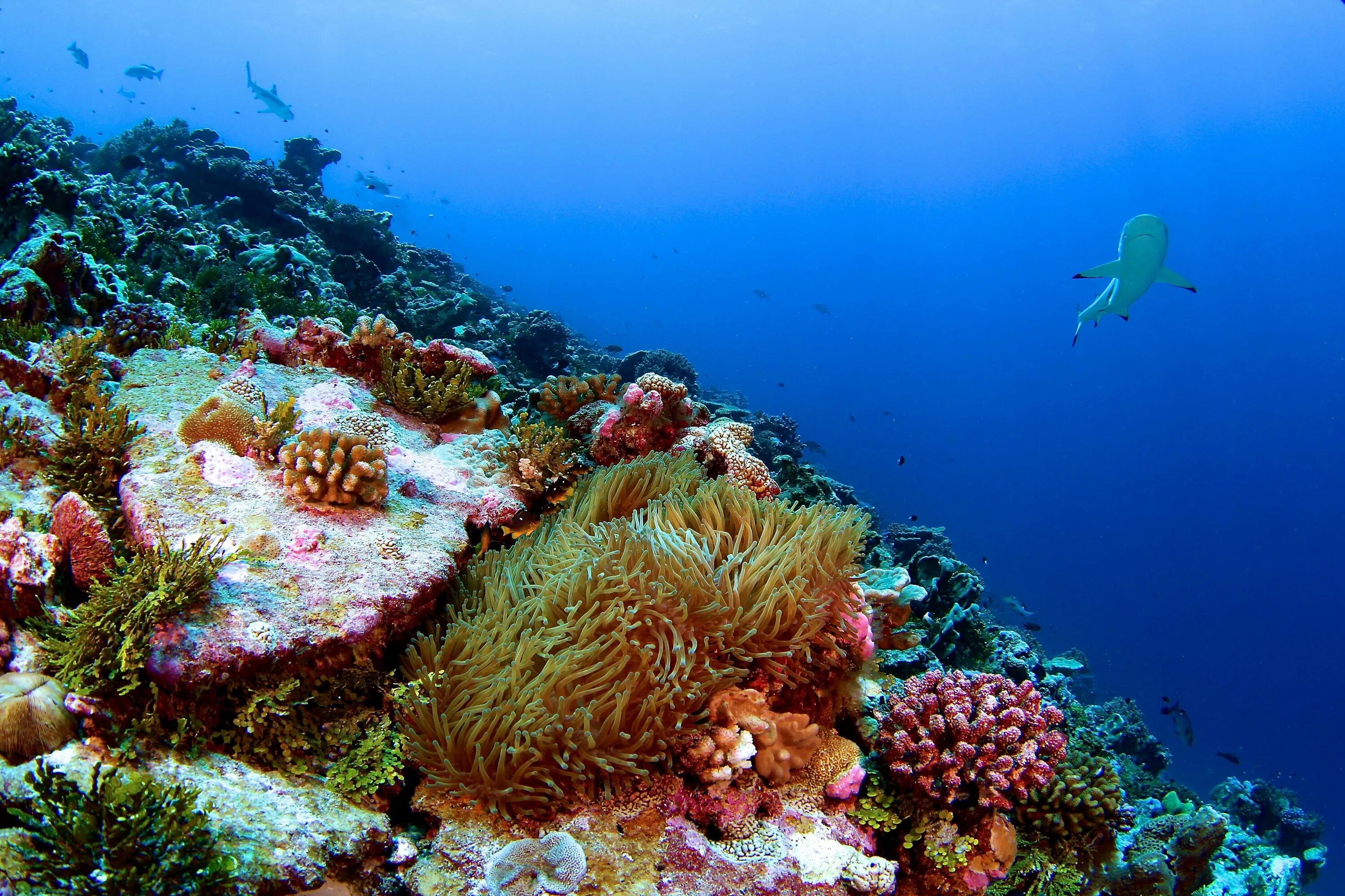Рифы тихого океана. Морской парк на рифах Туббатаха. Большой Барьерный риф в тихом океане. Риф Нингалу Австралия. Атлантический океан коралловый риф.