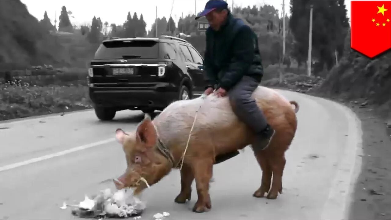 Pig riding
