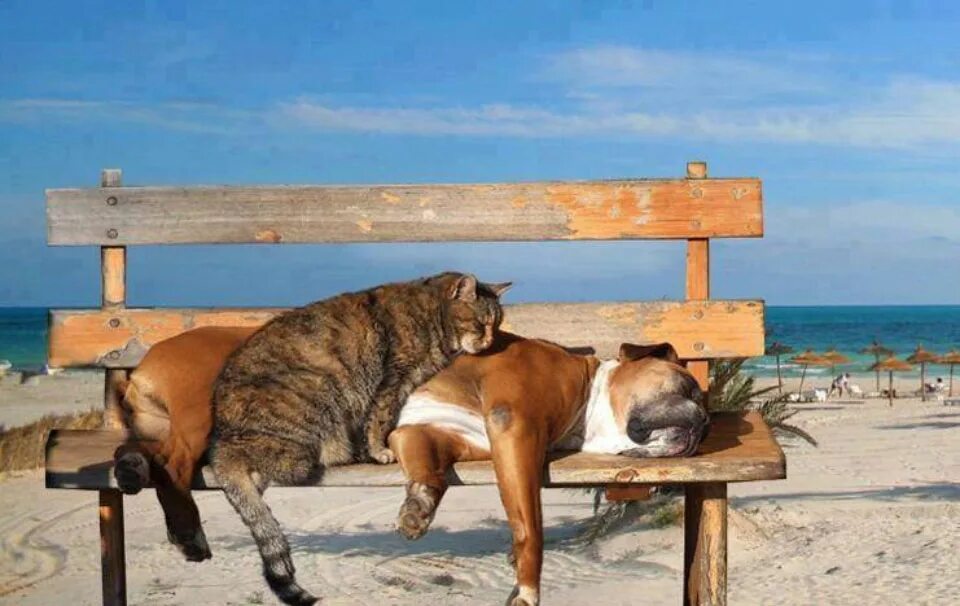 домой картинки прикольные. собака отдыхает. давай домой. давай домой картинки. давай домой.