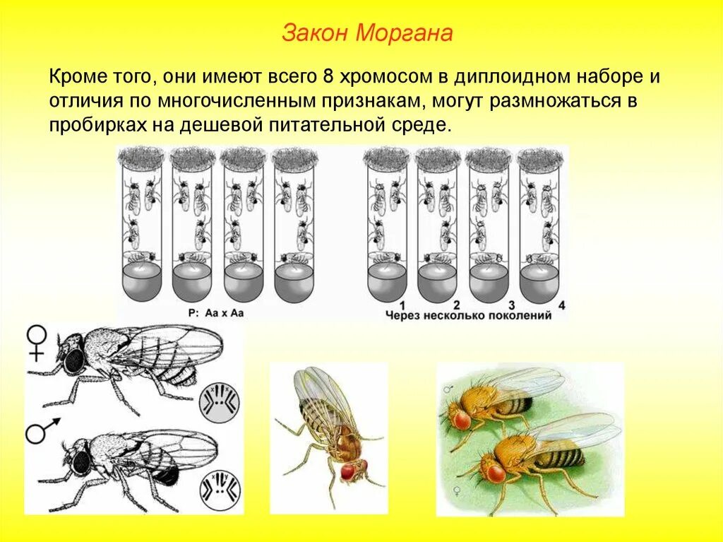 Закономерности наследования т моргана. Закон Моргана биология. Закон Томаса Моргана формулировка. Закон т Моргана кратко. Биология закон т омоса Моргана.