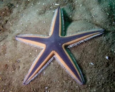 Виды морских звезд
