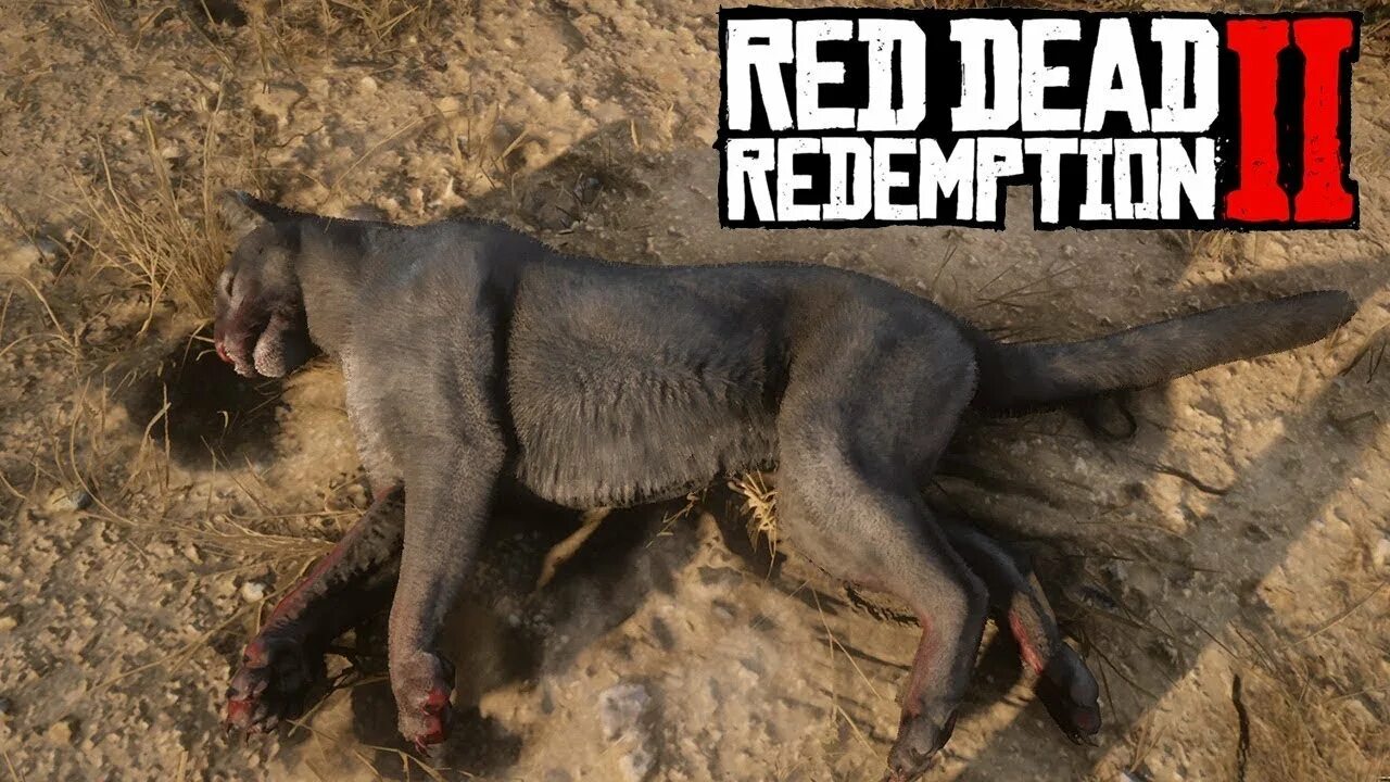 Rdr 2 Пума. Red Dead Redemption 2 пантера. Легендарная Пума rdr 2. Ред дид 2 легендарная пантера. Рдр игуана