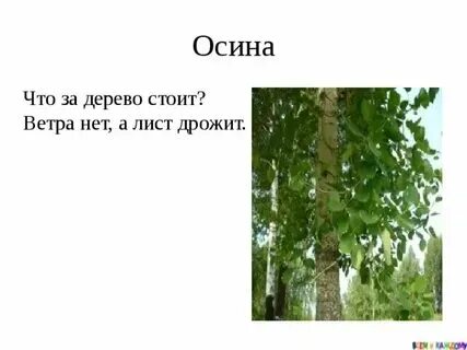 Осинка стих 2 класс