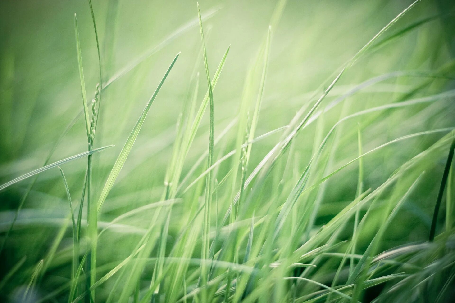 Природа зелень. Красивая трава. Фон зелень. Фотообои зелень.