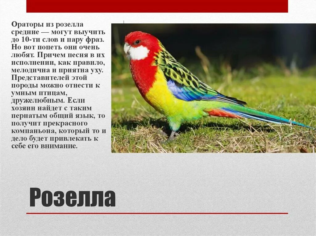 Что означает пестро