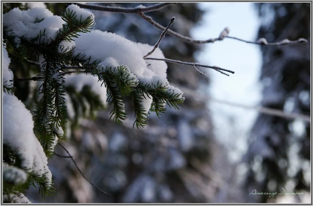 заснеженная ветка. пихта нобилис. лапы у ели минус. ель в снегу. ель глена в сибири.
