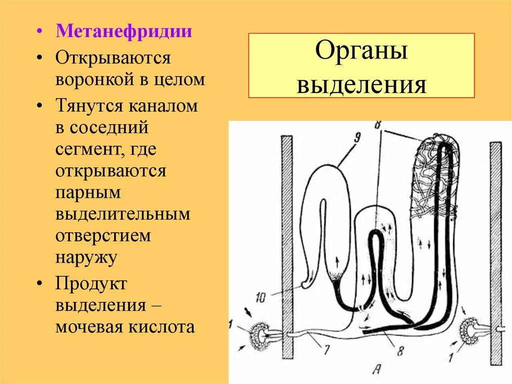 Парные органы выделения. Метанефридий строение. Схема строения метанефридия. Метанефридия у пиявок. Кольчатые черви пиявки строение.