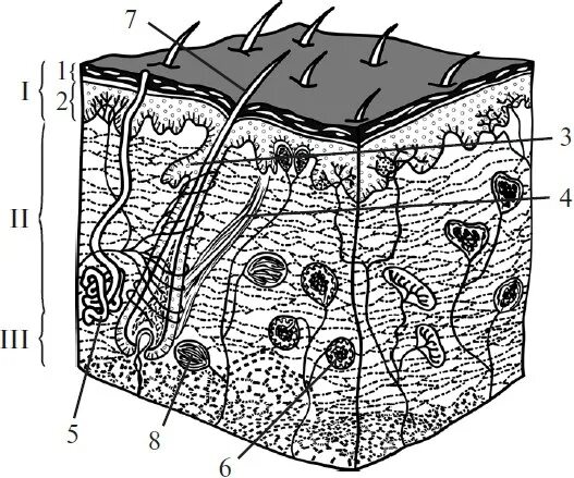 Кожа рисунок ЕГЭ. Строение кожи ЕГЭ биология. Кожа рисунок ЕГЭ биология. Задания ЕГЭ кожа человека.