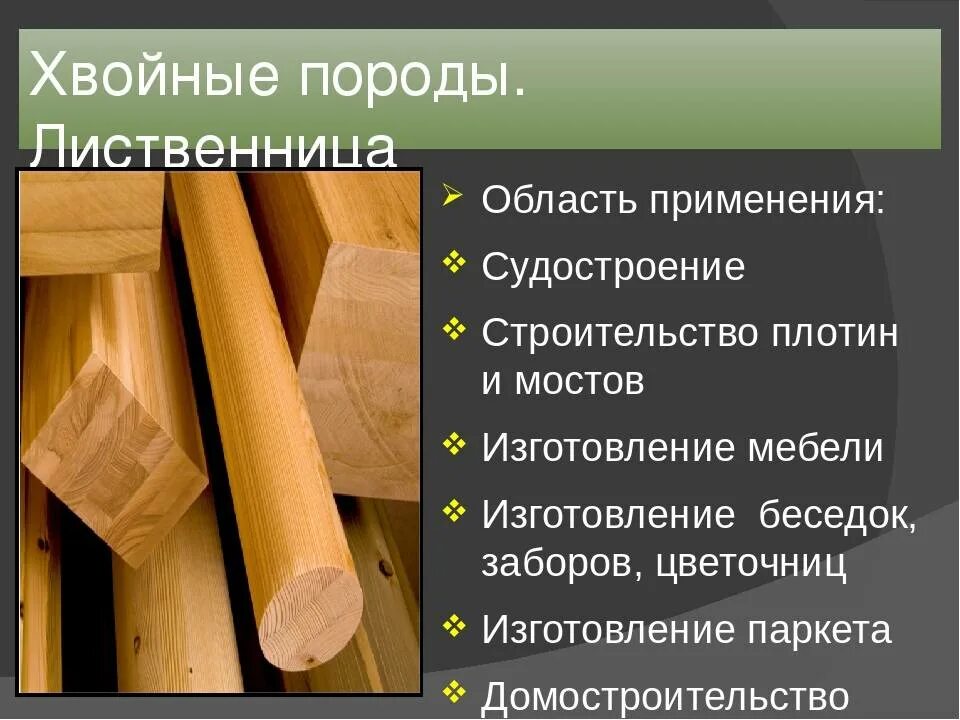 Значение лиственницы. Применение лиственницы. Свойства древесины. Характеристика древесины.