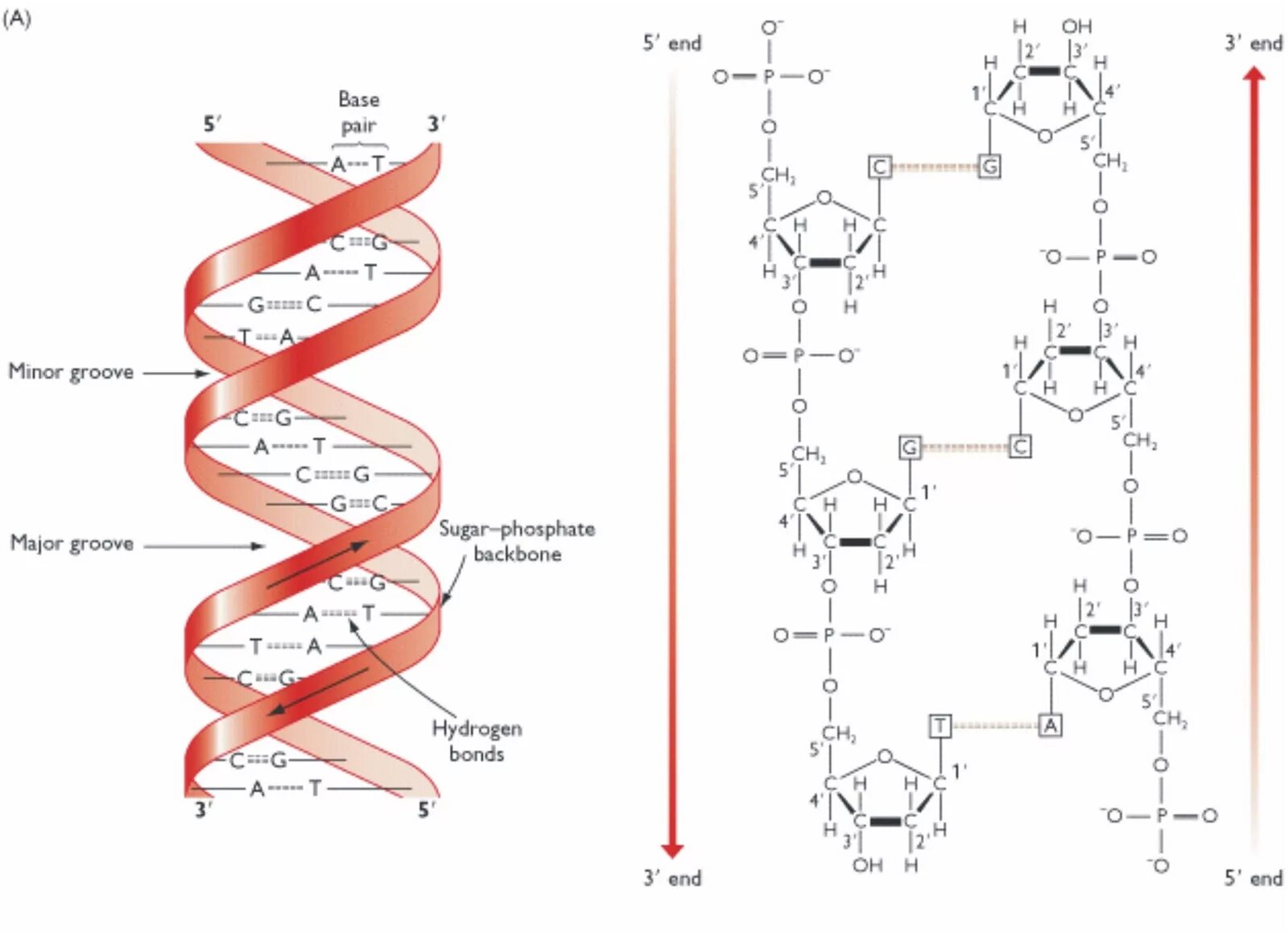 Вторичная цепь днк. Цепочка ДНК структура. Принципы строения ДНК. Принципы построения молекулы ДНК. Принцип построения цепи ДНК.