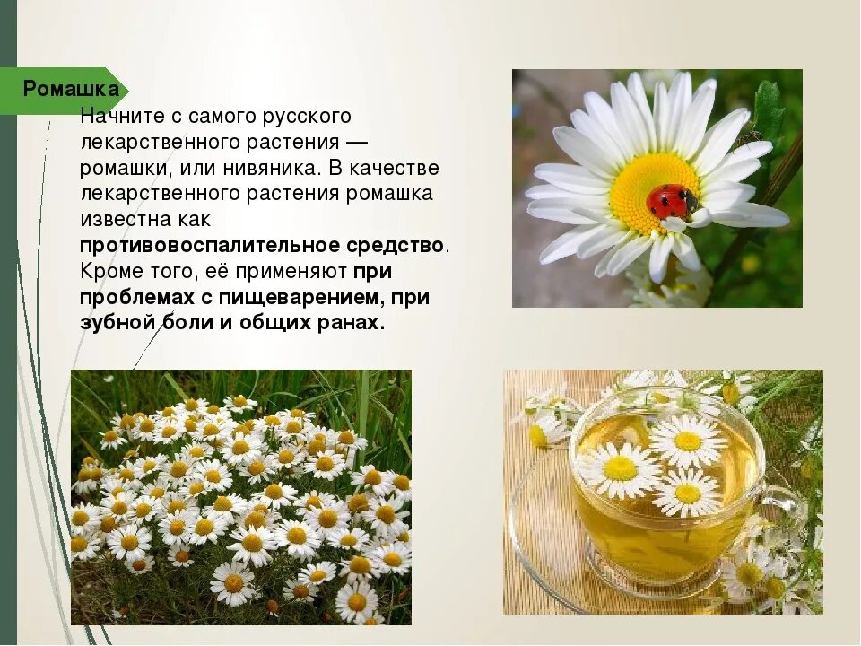 Какая ромашка является лекарственной. Лекарственные растения ромашка. лечебное растение ромашка. ромашка лекарственное растение для детей. ромашка полезные качества.