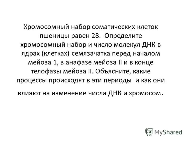 в соматической клетке пшеницы 28