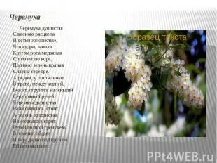 Стих черемуха 3 класс