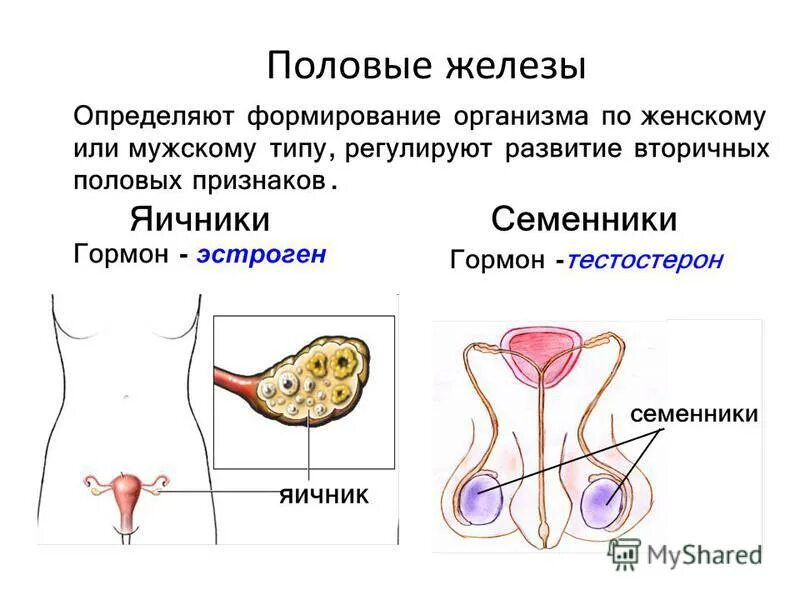 4 женская половая железа. Половые железы расположение гормоны функции. Половые железы строение и функции. Женские половые железы строение. Половые железы: положение, строение, гормоны..