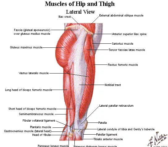 Hips and thighs. Анатомия бедра человека. Hips анатомия. Квадрицепс анатомия. Апоневроз бедра.