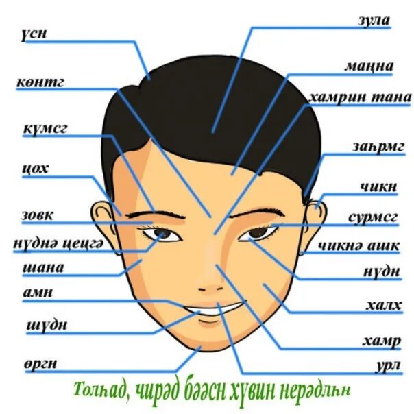 Как называется человек на голове. Знавание частей головы. части лица названия. названия частей головы и лица. лицо человека части лица.