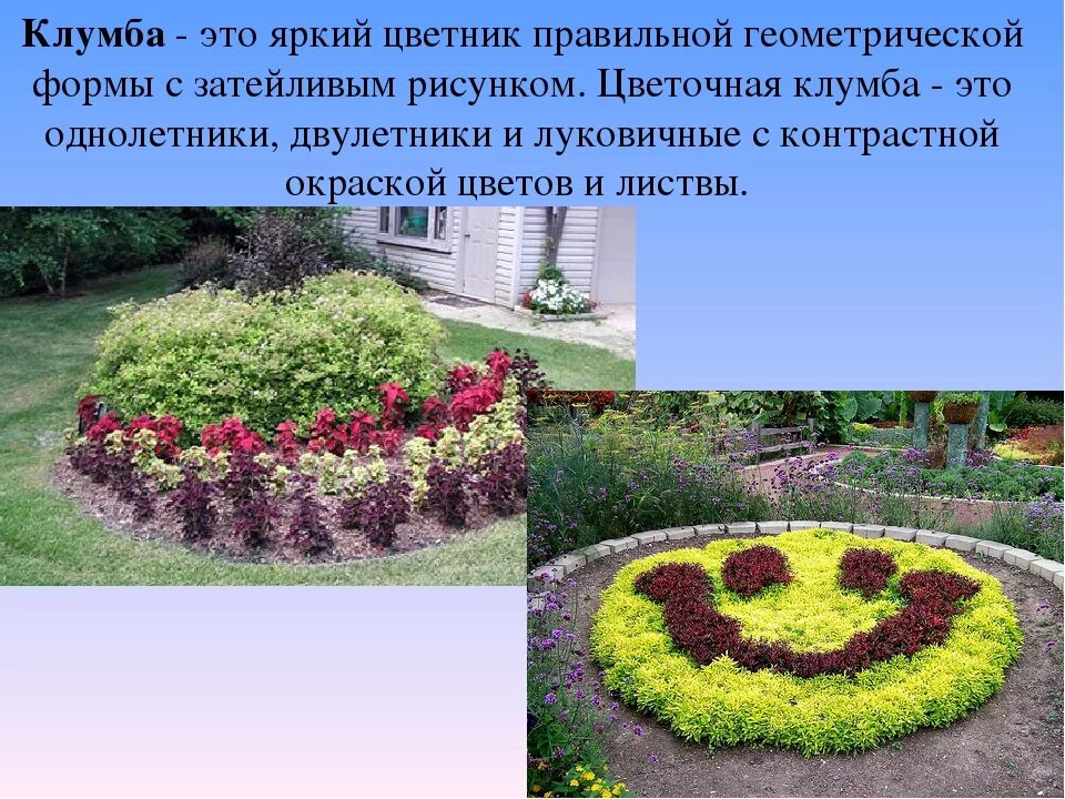 Растения города декоративное цветоводство 7 класс урок. Цветы на пришкольном участке. Проекты цветочных клумб. Клумбы на пришкольном участке. Клумбы в ДОУ.