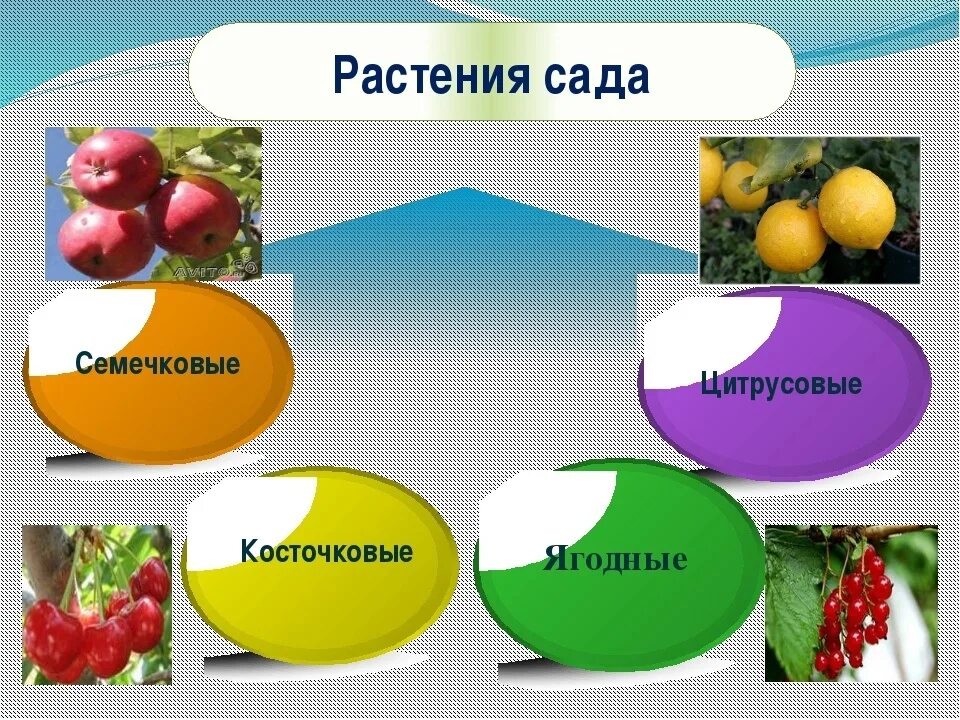 Растительное сообщество сад. Сад для презентации. Тема для презентации сад. Природное сообщество сад. Обитатели сада растения.