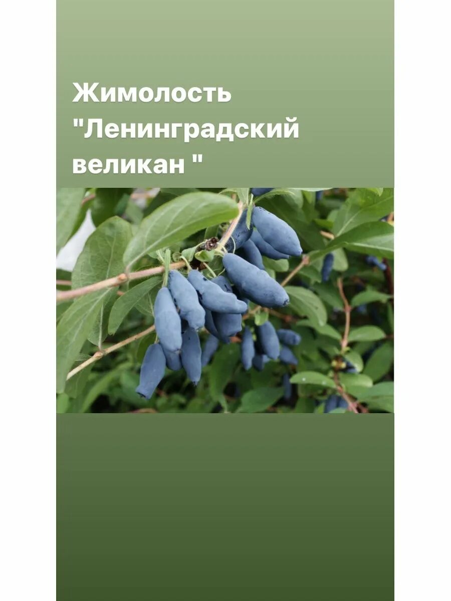Жимолость ленинградский великан описание сорта фото отзывы Жимолость Бакчарский великан